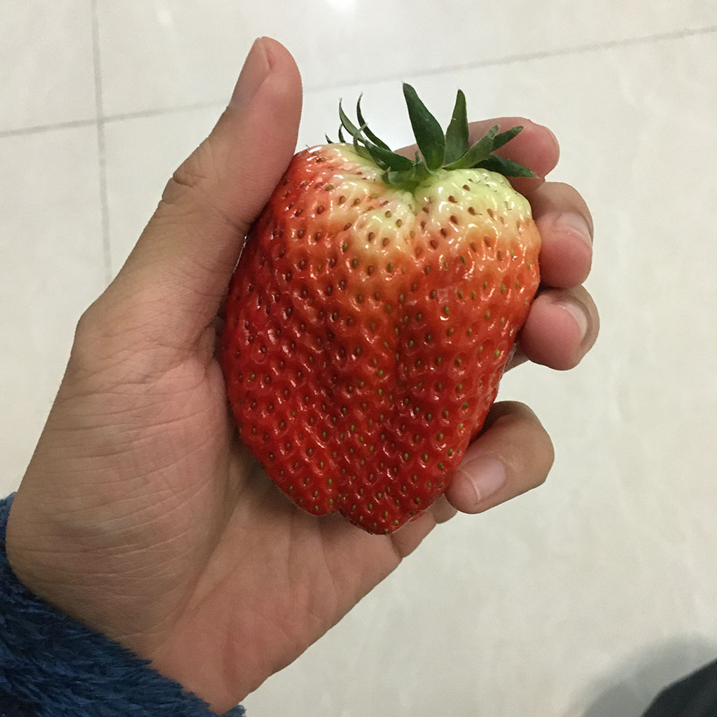 草莓自由